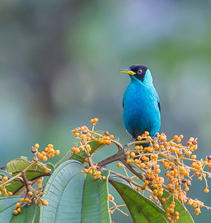 Green Honeycreeper, Asa Wright Nature Center, Trinidad